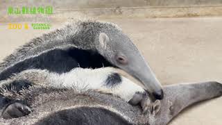 【東山動植物園公式】オオアリクイの赤ちゃん　お母さんのお耳もペロペロ《 オオアリクイ　アリクイ 》