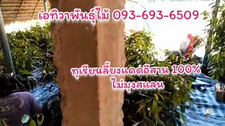 หมอนทองเสียบยอด เลี้ยงแดดอีสาน 100% (093-693-6509 เอ)