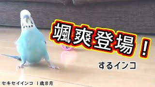 颯爽登場するインコ(1歳8か月)