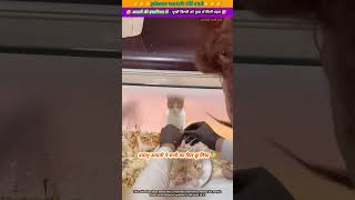 आदमी की इंसानियत से भूखी बिल्ली को भूख से मिली राहत 🥹🙏 #animal #animals #cat