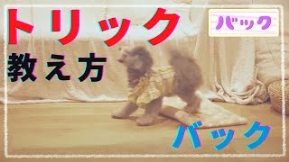 【バック】教え方・ドッグダンス・トリック・犬のしつけ　＃犬のしつけ　＃ドッグトレーニング　＃犬の幼稚園　＃子犬のしつけ　＃犬ホテル　＃犬トリック