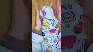 Cat wrap #foryou #cat #fuunypets #funnycat #funny #funypets #funnyanimal #pets #funnypet #fyp