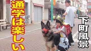 シェパード犬 お迎え散歩 東京下町荒川区 熊野前商店街