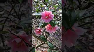 椿の花「三河雲竜」／CAMELLIA FLOWER \