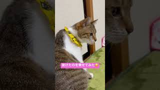 いつもと違うところ気付いた？　#猫 #ねこのいる暮らし #ねこのいる生活 #cat