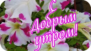 С Добрым утром! 🌸Я вам желаю чудесного, волшебного утра!🌸Good morning!🌸