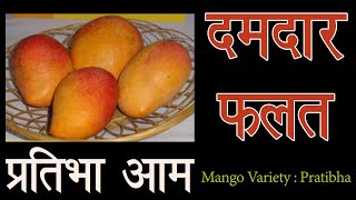 आम्रपाली और सेंसेशन का क्रॉस है पूसा प्रतिभा | Pusa Pratibha | World's best mango varieties orchard