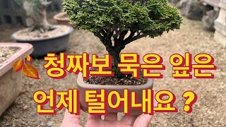 12월의 좀편백나무(Tsuyama hinoki in December).