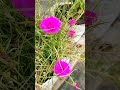 my terrace garden blooming flower 🌸#flowers #mygardenflowers #nature #shortsfeed #terracegarden