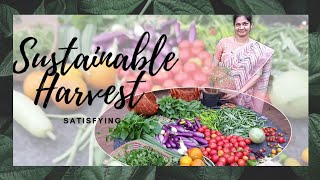 Sustainable Harvest/ఎంత సంతృప్తి గా ఉంటుందో ఇలా ప్రతిసారి కూరగాయలు కోస్తుంటే  #madgardener  #garden