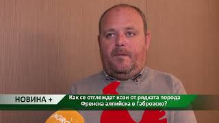 Новина плюс: Как се отглеждат кози от рядката порода Френска алпийска в Габровско?