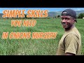 Onions farming: Simple Skills you need to manage your onions Nursery to get best germination (Epd 7)