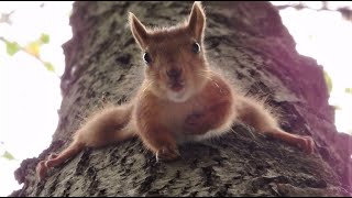 Белки. Небольшая подборка за сентябрь / Squirrels. A small selection for September