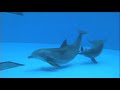 dolphin giving birth caught on camera