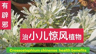 22到40岁的女生，一定要知道的植物。芙蓉菊作用和使用方法。 Crossostephium chinense  health benefits。