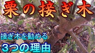 栗の接ぎ木①【接ぎ木を勧める３つの理由】（接ぎ木・栗栽培）