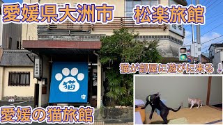 【松楽旅館】TikTokで有名！？愛媛県大洲市の歴史ある街並みと猫旅館に泊まってみた！\