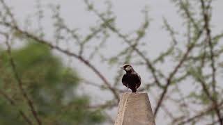 Ashy crowned Sparrow Lark ( चंडोल )