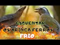 Esquentar trinca ferro após muda destravar seu trinca ferro deixa super quente