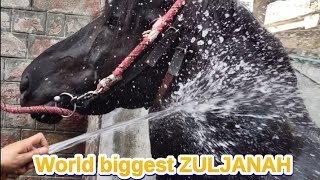 World biggest Zuljanah salar badshah taking  bath