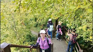 （HD)鹿谷大崙山銀杏森林、觀光茶園,石馬公園小半天長源圳步道一日健走