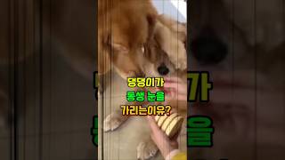 댕댕이가 동생 눈을 가려야만 했던이유...?#귀여운강아지 #강아지 #귀여운동물 #dog #funny