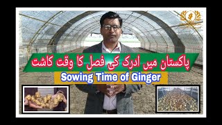 Best Sowing Time of Ginger in Pakistan | Pakistan me adrak ka waqt kashat | Amir Latif | Step 2c.