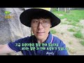 무시무시한 호랑이도 알고보면 귀엽다 i kbs 생생정보 220712 방송