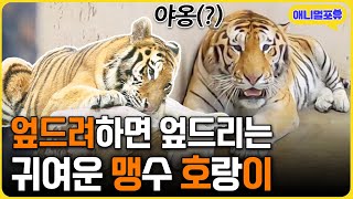 '무시무시한' 호랑이도 알고보면 '귀엽다' I KBS 생생정보통 220217 방송