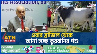 এবার ব্রাজিল থেকে আনা হচ্ছে কুরবানির পশু | Brazilian Cow | Eid al-Adha 2024 | News Update | ATN News