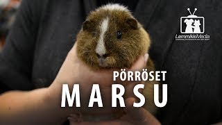 Marsu