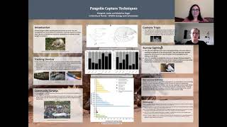 Pangolin Capture Techniques