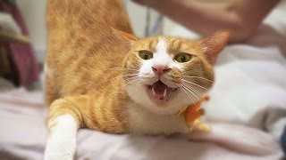 ベッドが好き過ぎる猫〜飼い主を爆笑させるおもしろ猫！茶トラ猫｢マック｣−Funny cat which occupies the bed.LOL!!