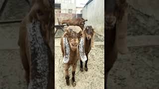 Sirohi Male Twins