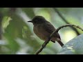 ochre bellied flycatcher