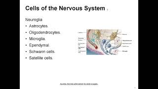 Mastering Medical Terminology Chapter 9: Nervous System