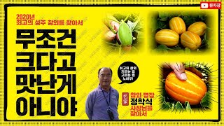 2020년 성주 최고의 참외를 찾아서! 큰게 맛있는게 아니에요.(Feat. 무대본)