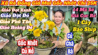 25/12☎️Mai Vàng Giá Rẻ☎️Xã Mai Gốc Nhớt Già Mùa Củ Nở Chỉ 25K,Giảo Siêu Nụ • Giao Lưu Mai Vàng