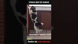 strongest dog in tha world 🌍 | Alabai biggest dog 💪 | power full dog breed | #dog #shorts #video