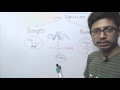 Difference between Prokaryotic and Eukaryotic Gene Expression