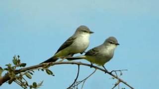 Chapada Flycatcher