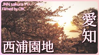 夕日に染まる桜　愛知県・蒲郡市　西浦園地【JNN sakuraドローンDIG 2023】