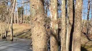 The Spiritual and Special Sycamore Tree