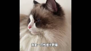 #记录猫咪日常 #布偶猫 #谁能拒绝傻憨憨的小猫咪