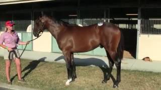 Lot 670 Snitzel