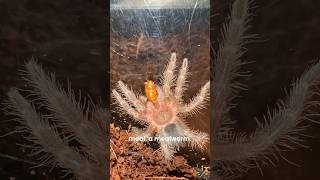 Pet Spider/Tarantula Update!🤎 #pets #animals #nature #wildlife #insects