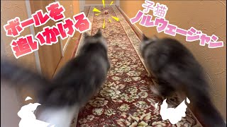 【ダッシュ💨】ボールを追いかける子猫ノルウェージャンフォレストキャットがかわいい♡