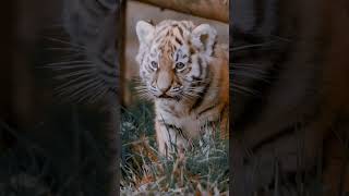 King 👑  #tiger #lion #youtubeshorts #animalshorts #cutebaby #trending