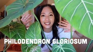 RARE PHILODENDRON | PHILODENDRON GLORIOSUM - dark form vs regular form vs round form