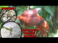 #BERBURU BURUNG UNCAL MERAH DI SPOT TEBING TERJAL MASIH MANTAP ‼️💯👍